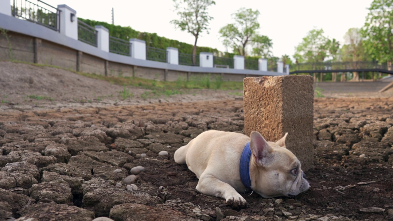 可爱的斗牛犬躺在干燥的泥地上，旁边有栅栏，旁边有一块石头伸出了它的舌头视频素材