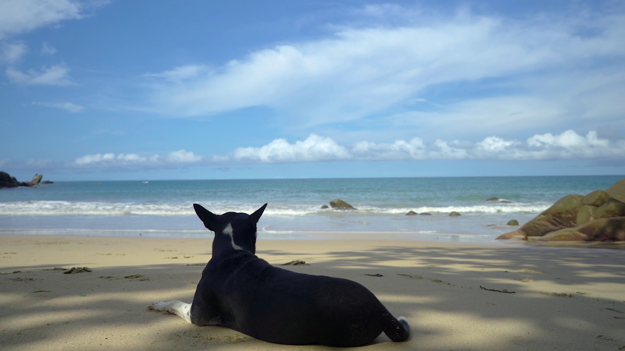 一只黑色的杜宾犬坐在海滩上，在蓝色的阳光灿烂的天空下视频素材