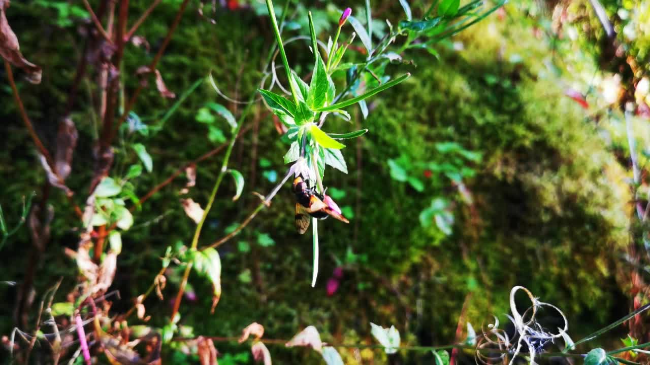 4K画面中，蜜蜂在花园里采集花蜜视频素材