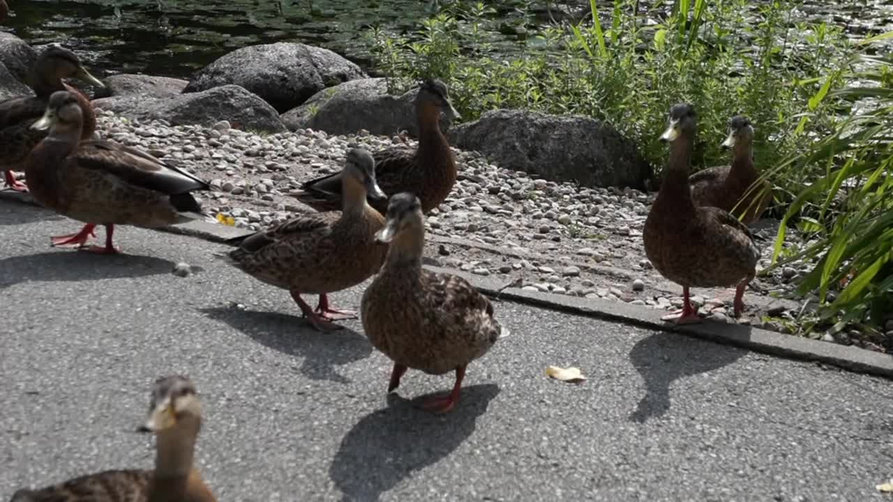 一群野鸭在池塘边吃草视频素材