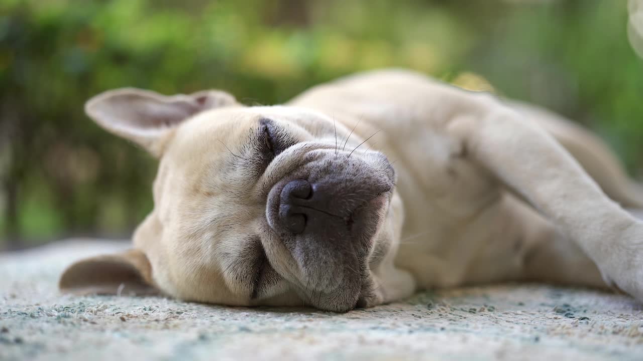 蜡黄的焦点，一个可爱的法国斗牛犬睡觉和躺在地板上模糊的花园视频素材