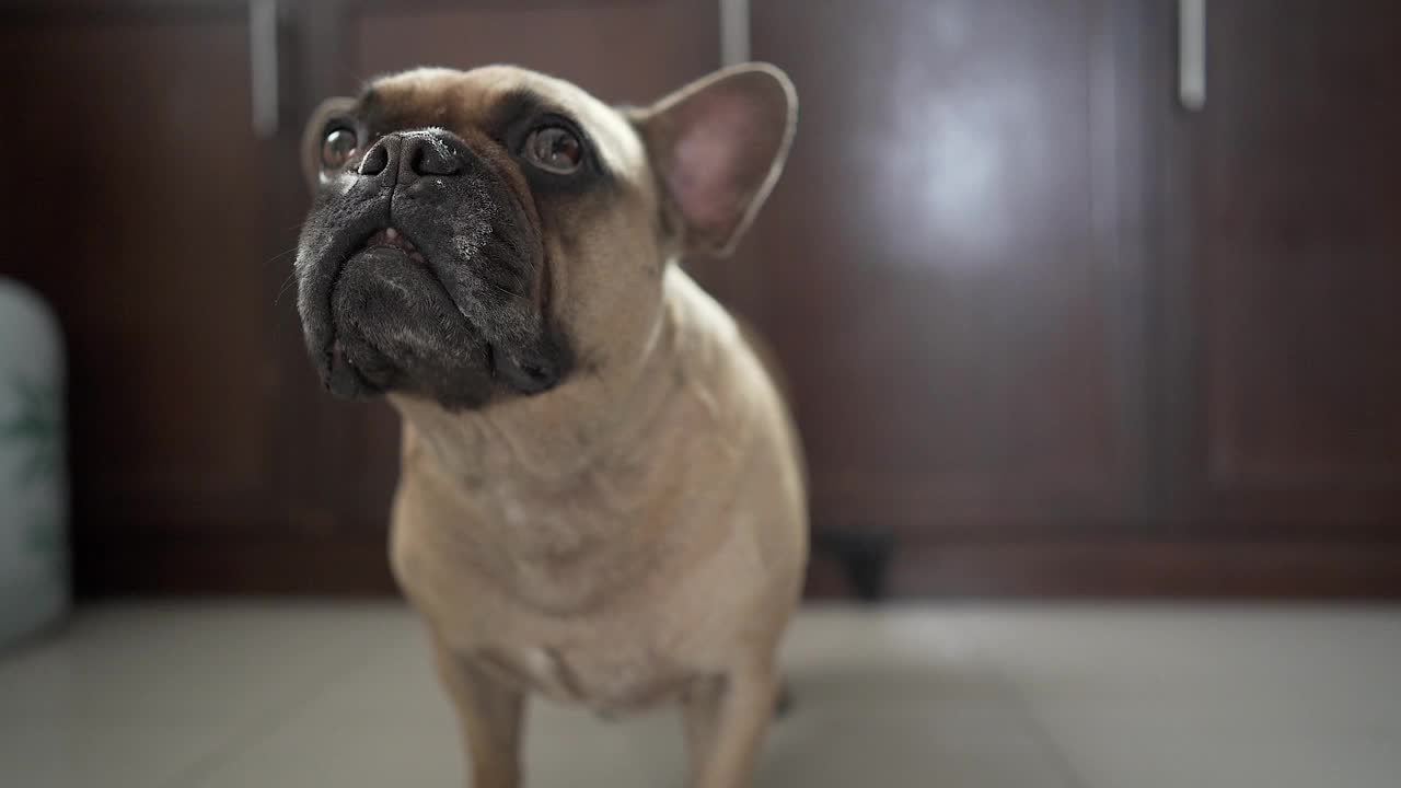 用4K拍摄的斗牛犬站在房子地板上的特写视频素材