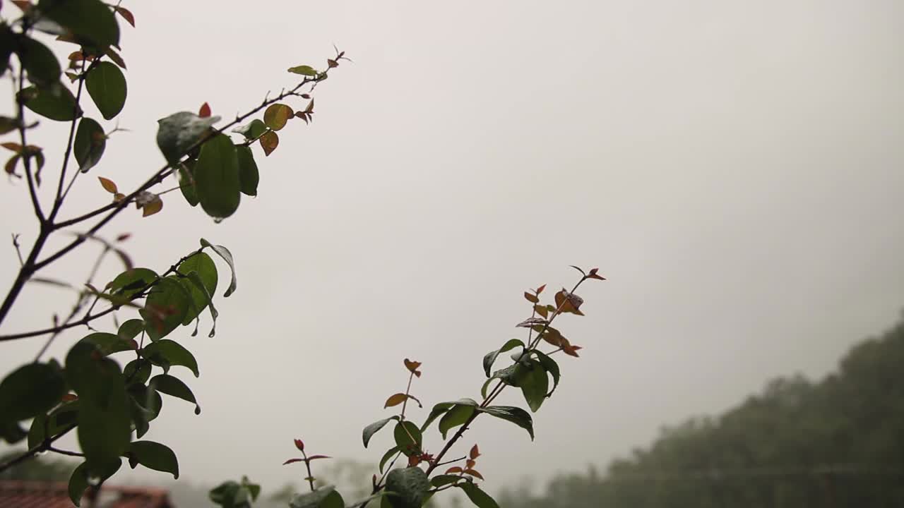 雨中的树枝特写，背景是雾蒙蒙的天空视频素材