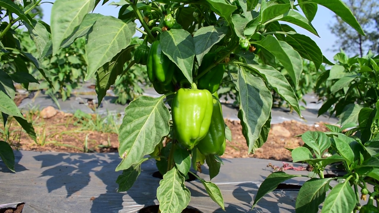 花园里的青椒。农村蔬菜的夏收视频素材