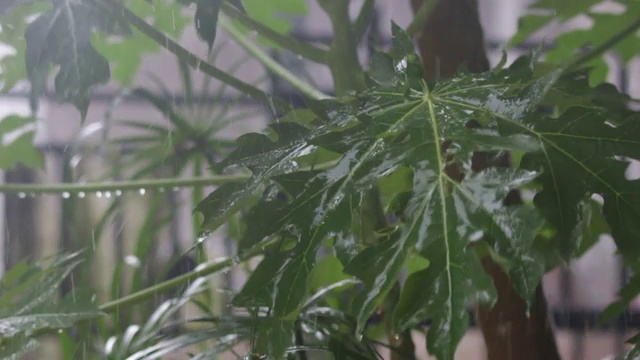 热带树叶在暴雨中视频素材