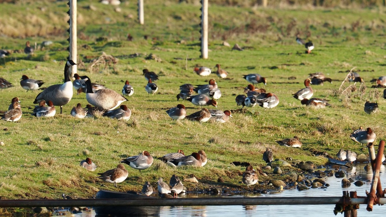 Wigeon, Anas penelope, Redshank和加拿大鹅，在沃尔尼岛上，弗内斯巴罗，英国坎布里亚郡。视频素材