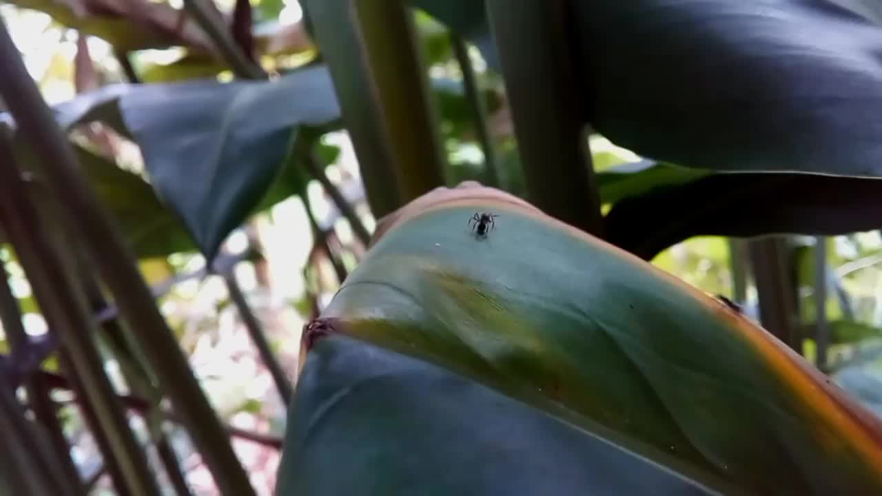 黑蚂蚁视频素材