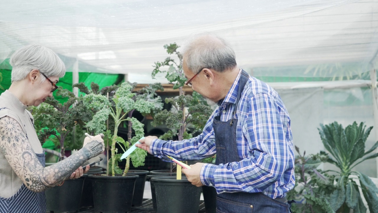 小企业的可持续性。资深女企业家使用数码平板电脑与亚洲农民在农场检查有机羽衣甘蓝蔬菜视频素材