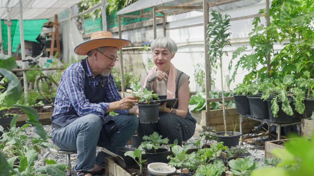 小型企业的家庭种植农产品。老夫妇在后院种有机蔬菜时互相照顾视频素材