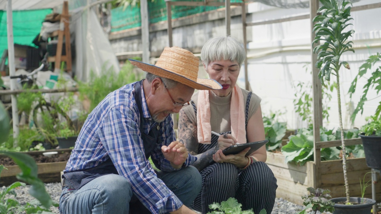 小型企业的家庭种植农产品。老夫妇在后院种有机蔬菜时互相照顾视频素材