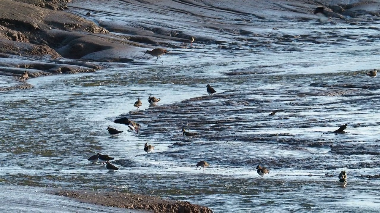 红脚鹬;Tringa totanus;田凫;Vanellus Vanellus;欧亚麻鹬(Numenius arquata);在英国坎布里亚郡弗内斯的巴罗泥滩上的一条小溪里觅食。视频素材