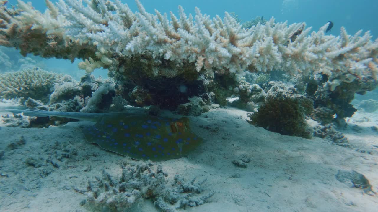 海底的蓝点带尾鳐，近景视频素材