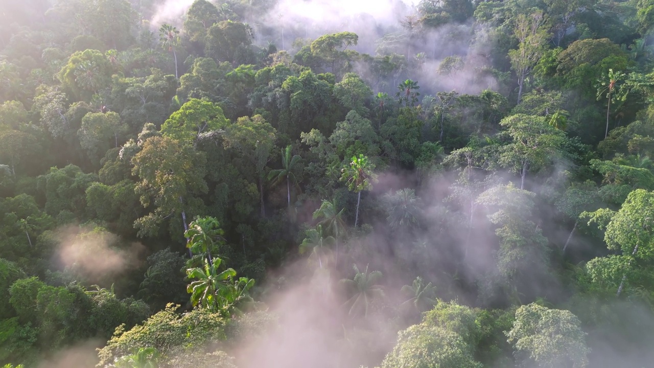 鸟瞰绿色雨林上空的低云视频素材