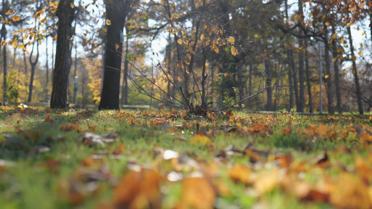 背景中的一只松鼠正在爬树。前景为公园的秋景。缓慢的运动。4 k的视频。视频下载