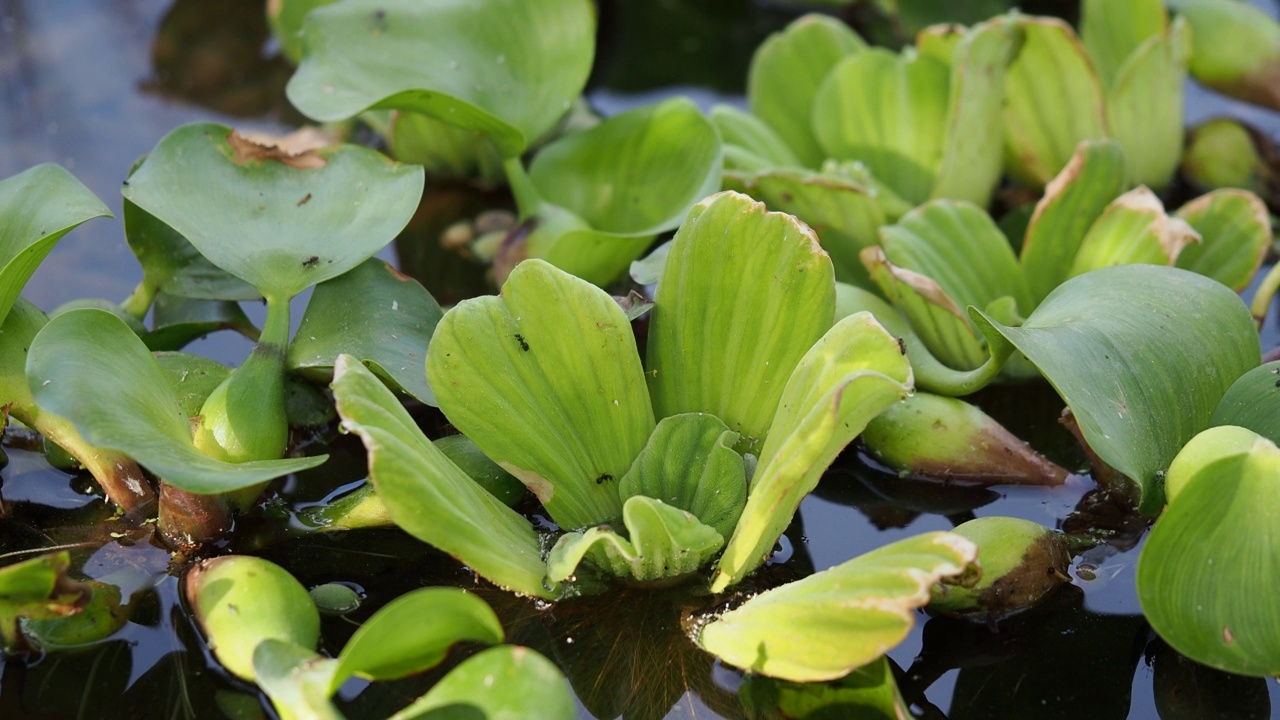 水中水生植物的特写视频素材