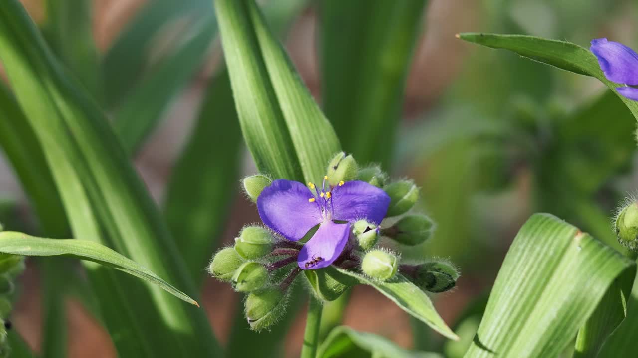 特写紫堇花与蚂蚁视频素材