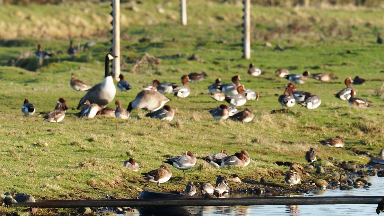 Wigeon, Anas penelope, Redshank和加拿大鹅，在沃尔尼岛上，弗内斯巴罗，英国坎布里亚郡。视频素材