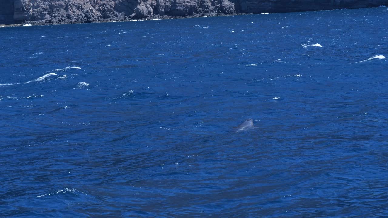 一群野生海豚在西班牙特内里费岛的Los Gigantes悬崖上捕猎视频素材