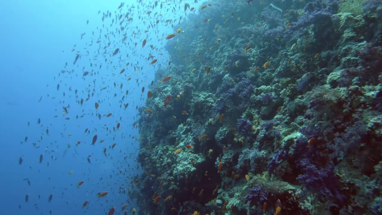 海金鱼，小型热带鱼种类在珊瑚礁水下学习视频素材