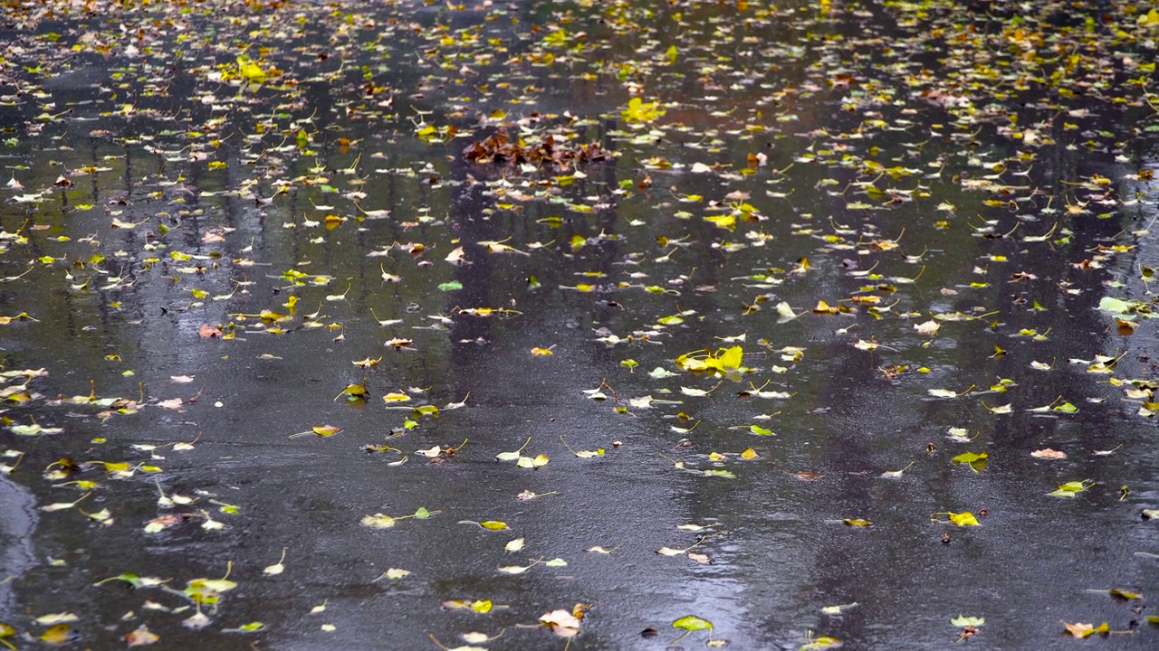 雨点落在杨树树叶覆盖的沥青上。视频素材