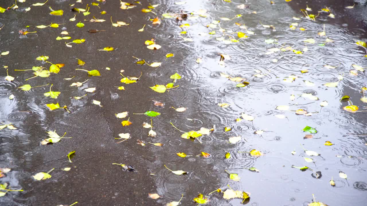 雨点落在杨树树叶覆盖的沥青上。视频素材