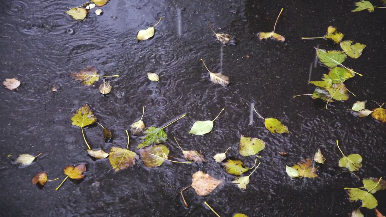 雨点落在杨树树叶覆盖的沥青上。视频素材