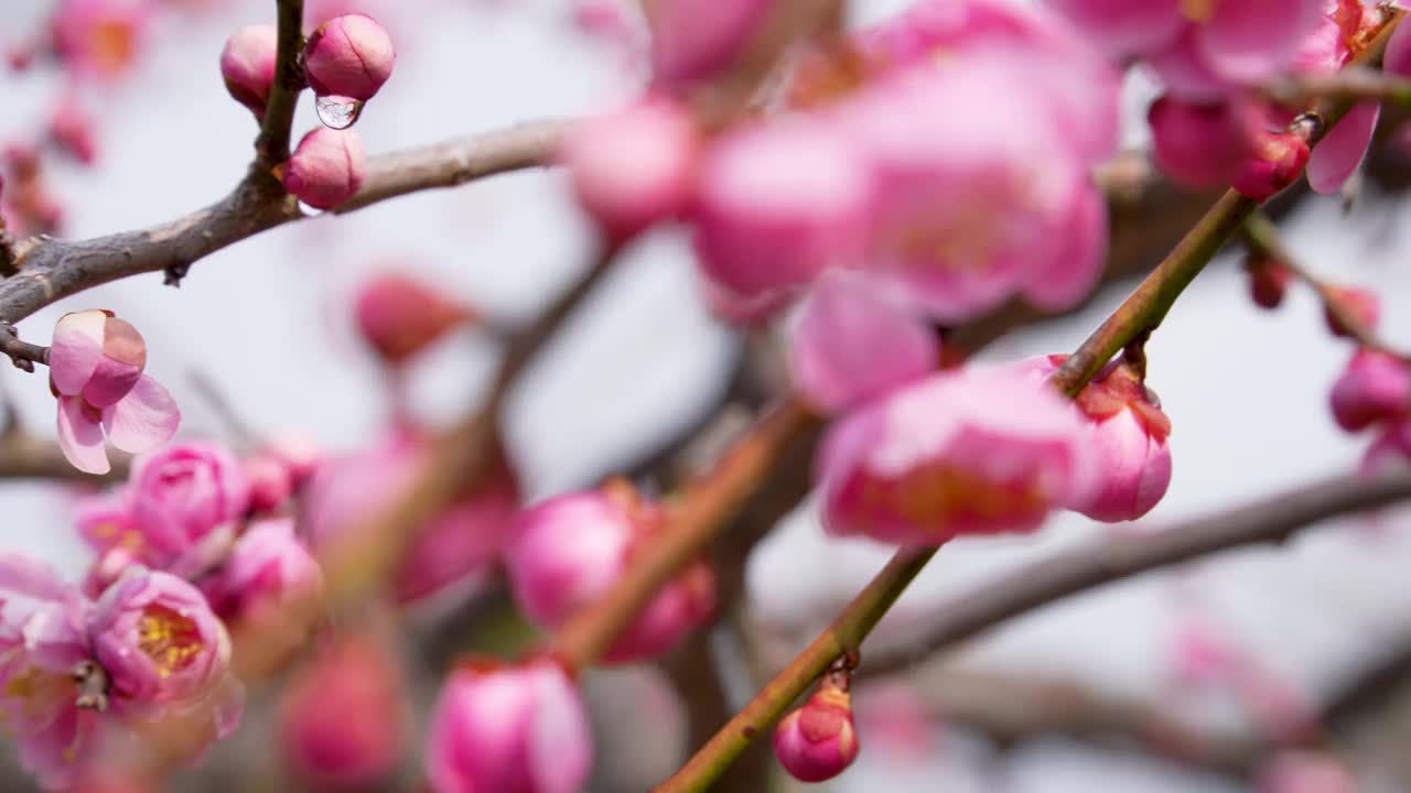 粉色梅花的倾斜视频。视频素材