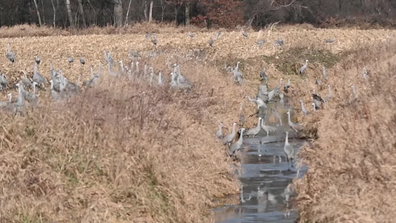 沙丘鹤在沟里视频素材