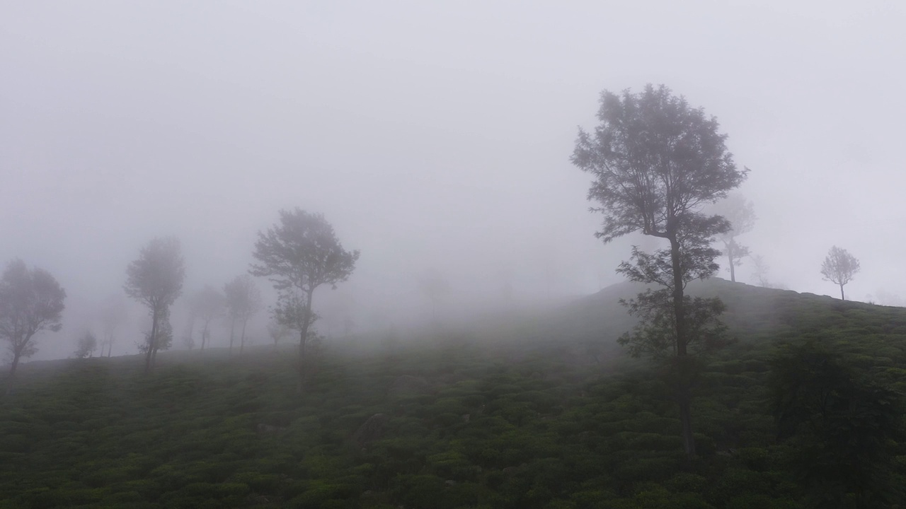 茶园景观。视频素材