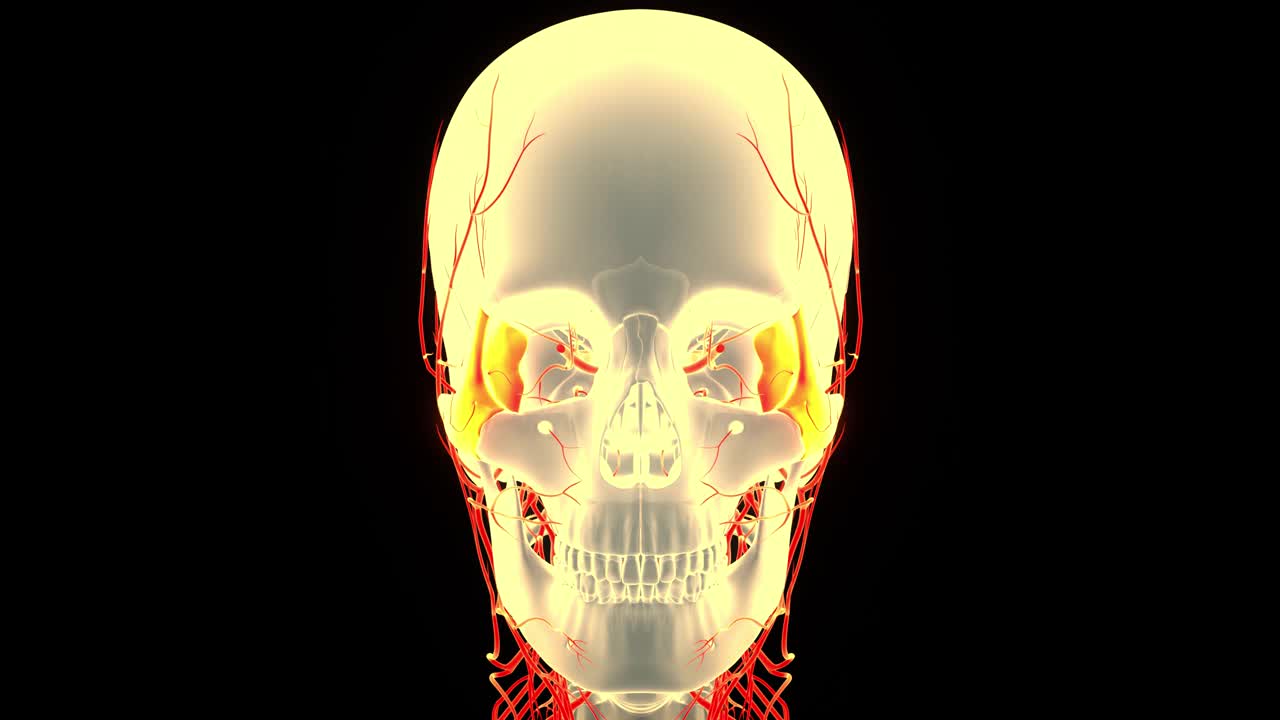 人体骨骼系统头骨骨骼部件颧骨解剖动画概念视频素材