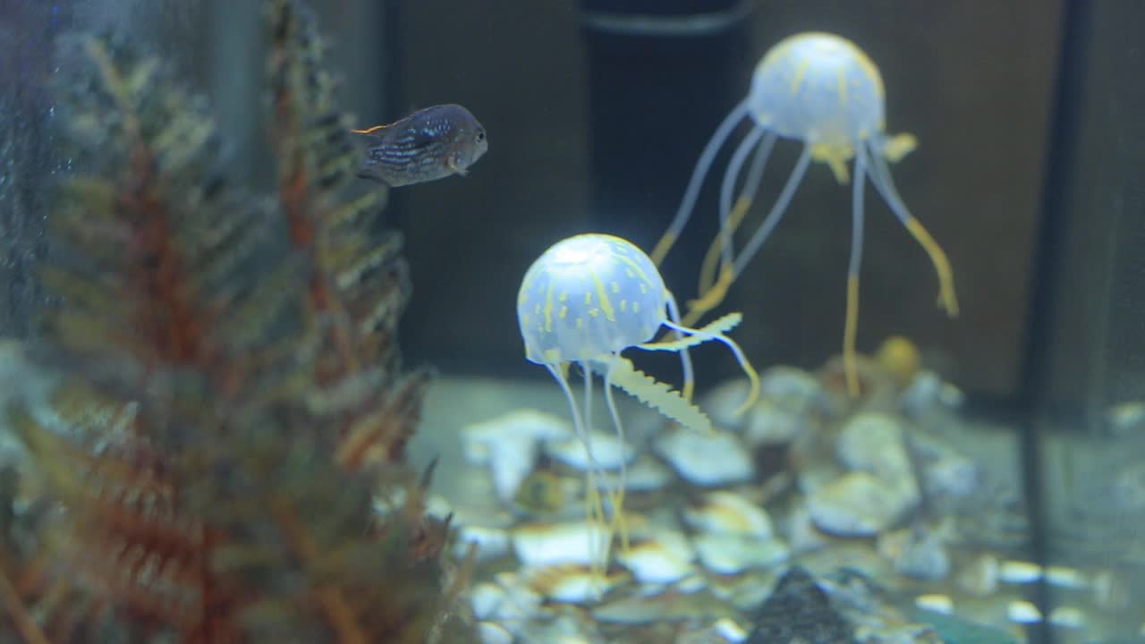 家庭水族馆里的小水母视频素材