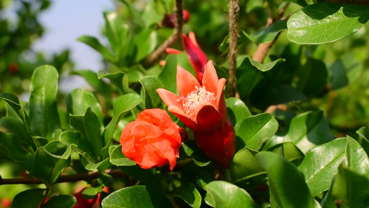 夏天花园里的红石榴花。石榴花在夏天的花园里盛开。视频素材