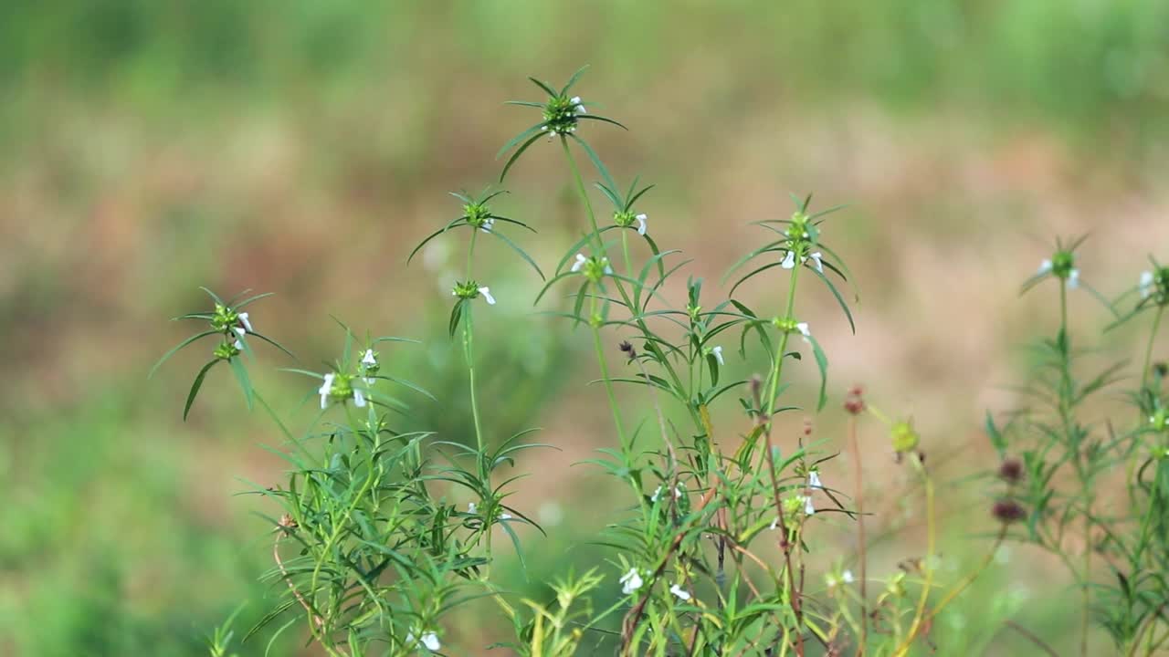 春天，蜜蜂在金银花周围飞来飞去，采集花蜜花粉视频素材