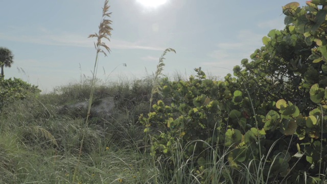 沟里的芦苇、草和植物叶子在阳光下随风移动的画面视频素材