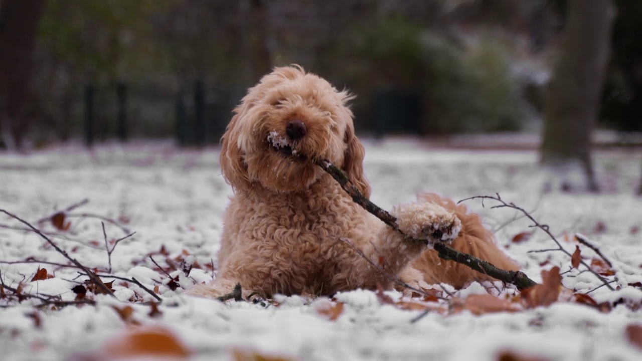 一只金毛贵宾犬躺在公园的雪地上嚼着一根棍子的特写。视频素材