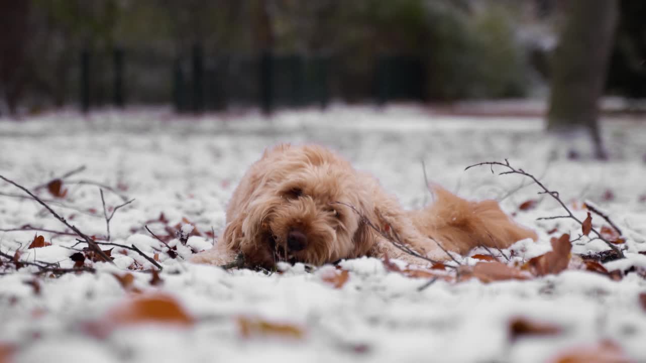 一只金毛贵宾犬躺在公园的雪地上嚼着一根棍子的特写。视频素材