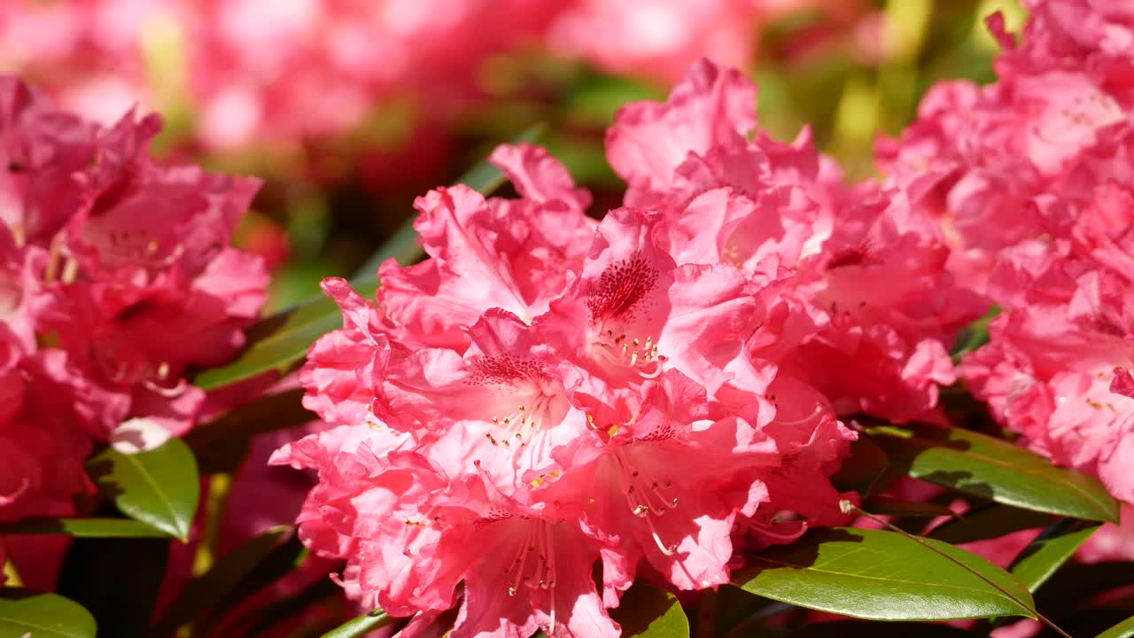 灌木上亮粉色杜鹃花的特写镜头视频素材