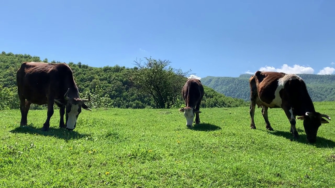 在亚美尼亚洛里的德塞格高地，农村奶牛吃草的特写视频素材