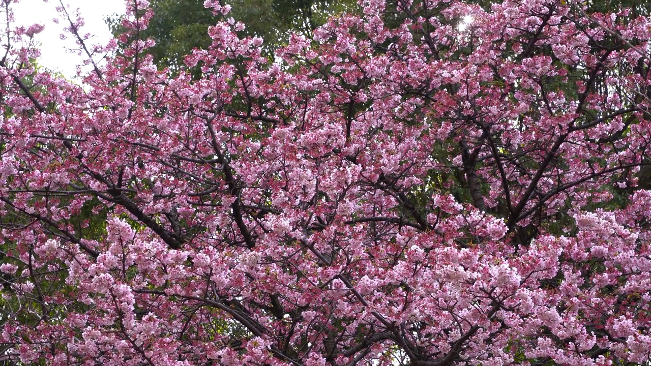 在白天拍摄美丽的樱花的4K画面视频素材