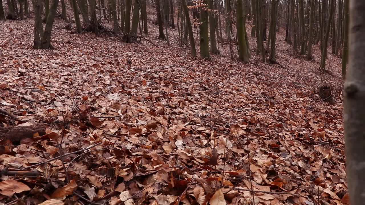 在秋天的森林里，一个成年男性徒步旅行者带着原木生火，用高清拍摄视频素材