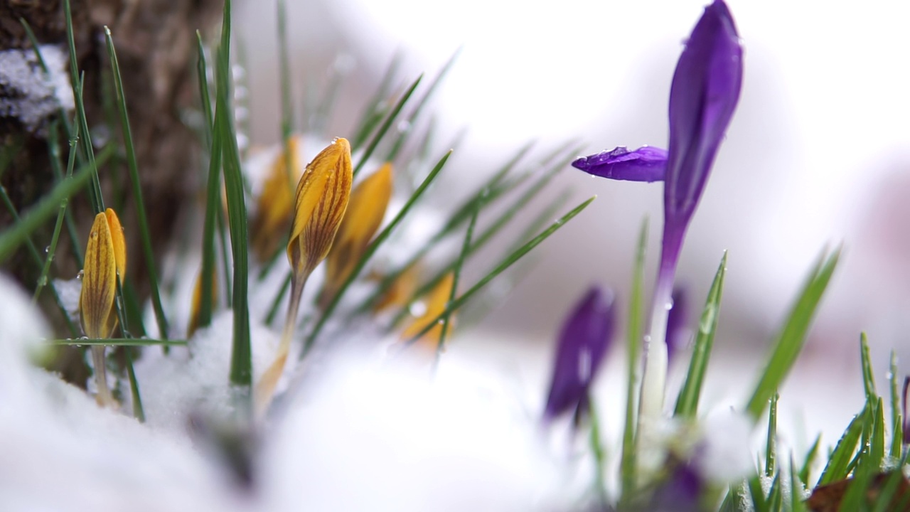 美丽的番红花生长在下雨天的雪地里视频素材