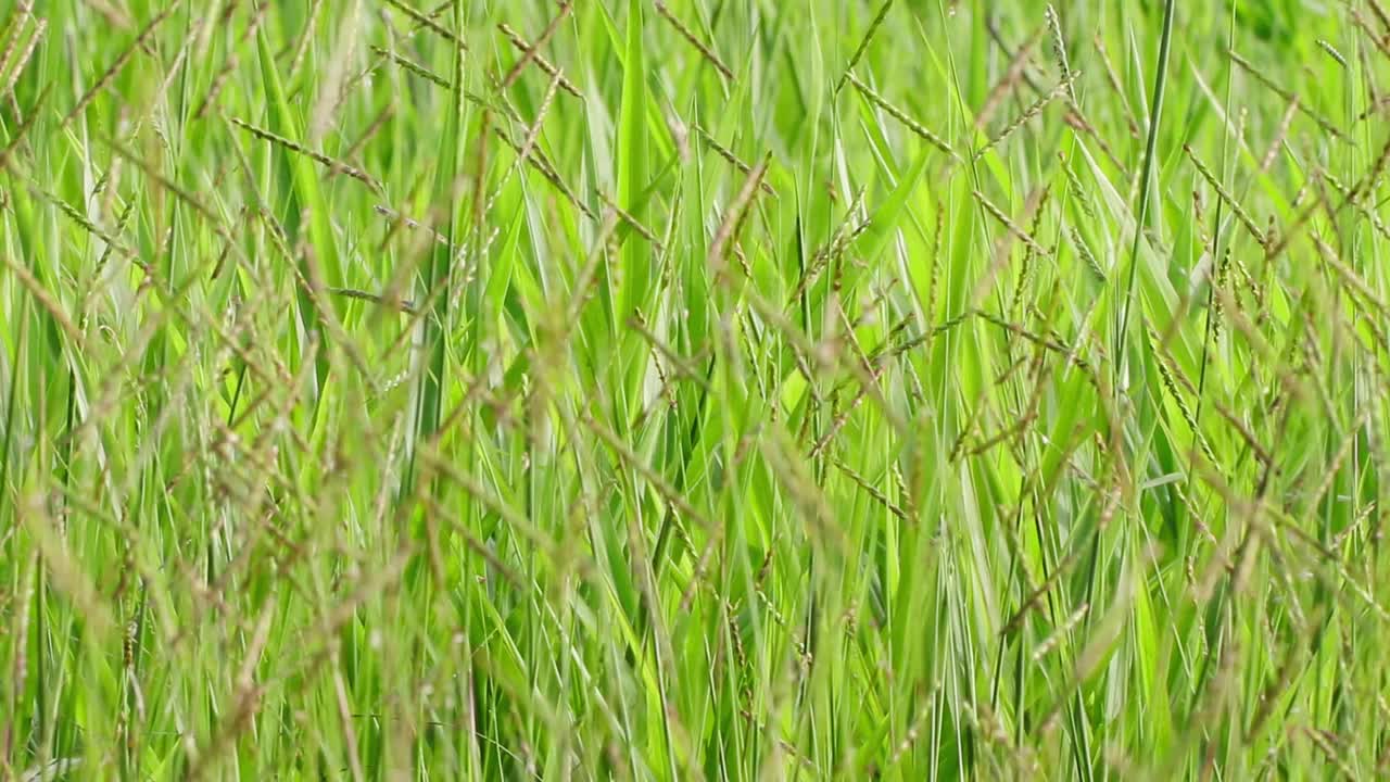 草地和野花的美丽景色视频素材