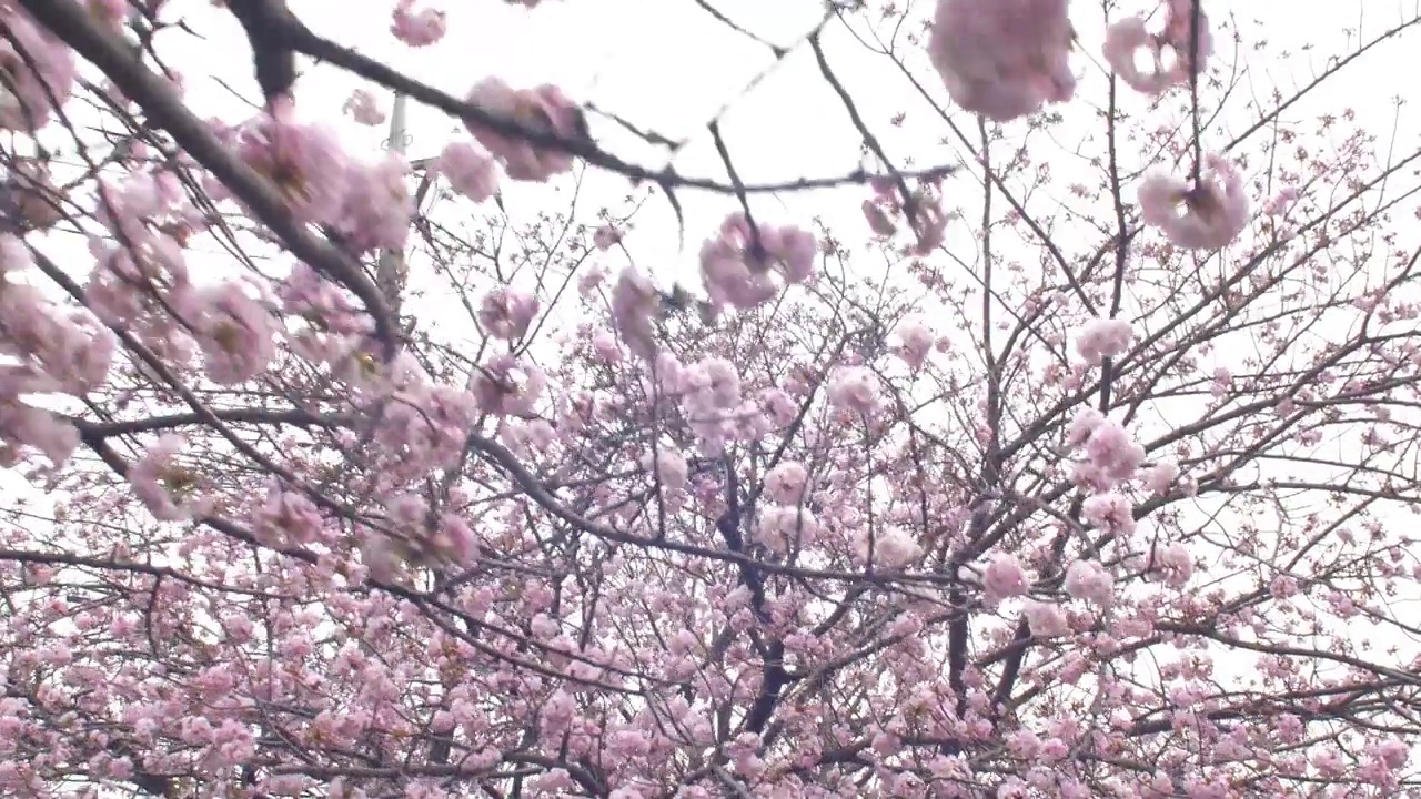 樱花上美丽的粉色花朵的特写视频素材