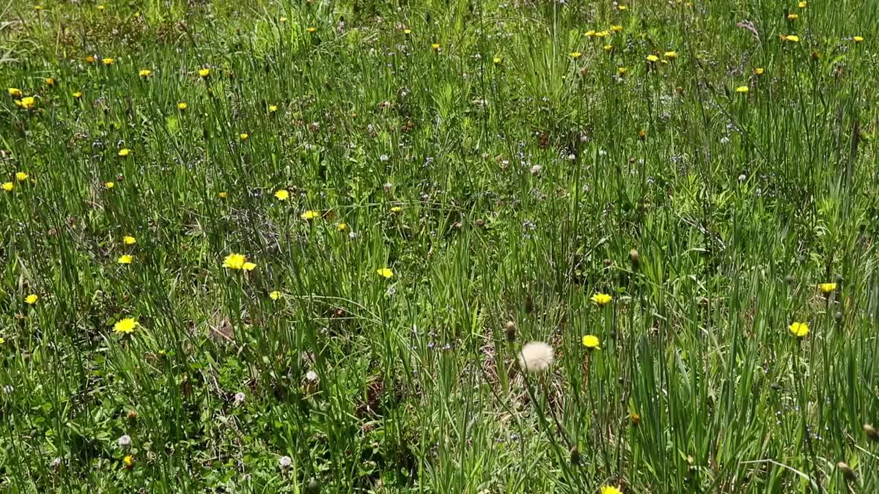 草地和野花的美丽景色视频素材