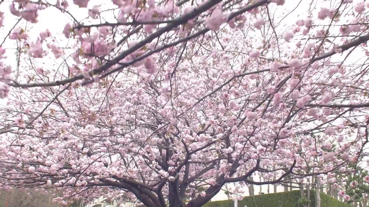 开着娇嫩花朵的樱花视频素材