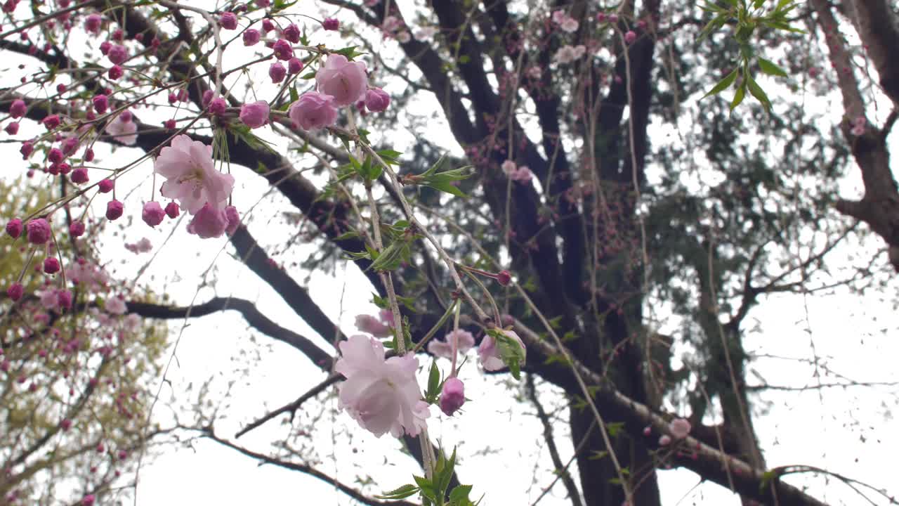 盛开的日本樱花树上的粉色花朵视频素材