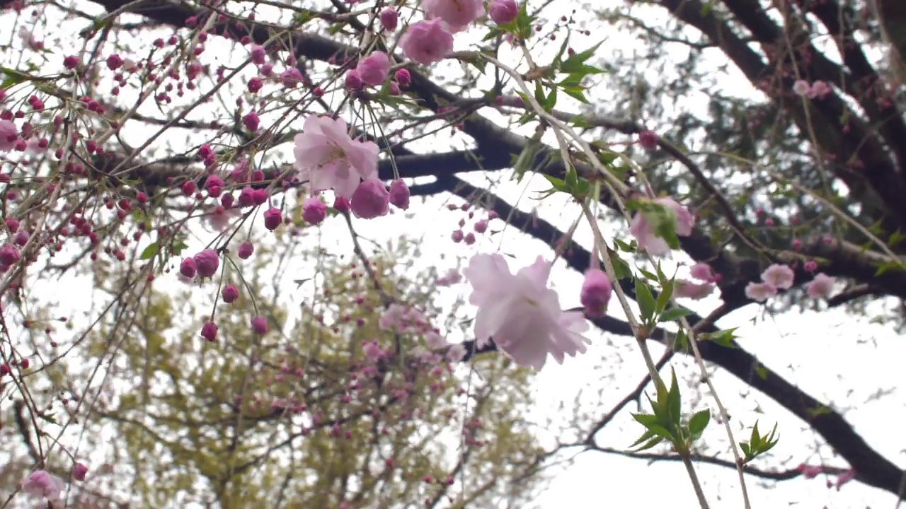 日本樱花树上盛开的花朵的低角度视图视频素材