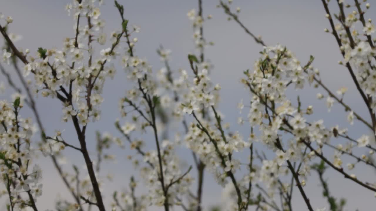 树枝上美丽的白色花朵的画面视频素材