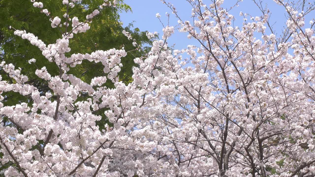 4k镜头的美丽娇嫩的花樱花树在城市视频素材