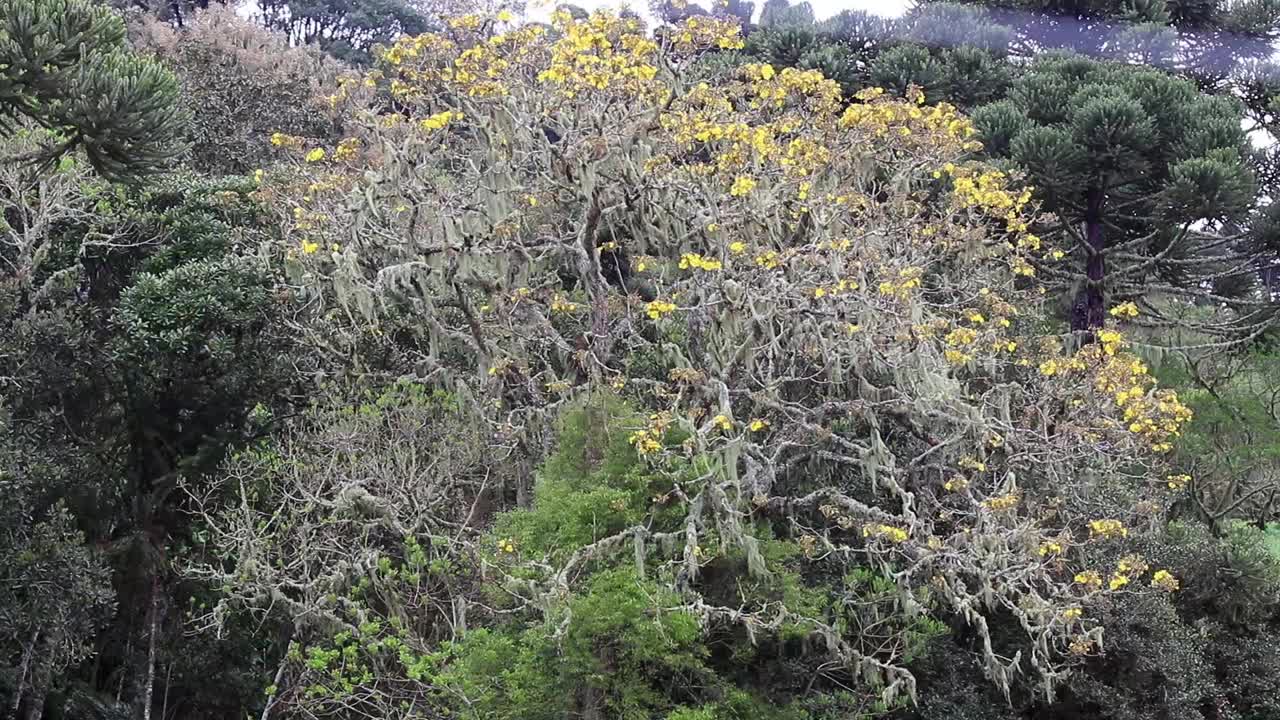 美丽的风景，森林里有树视频素材